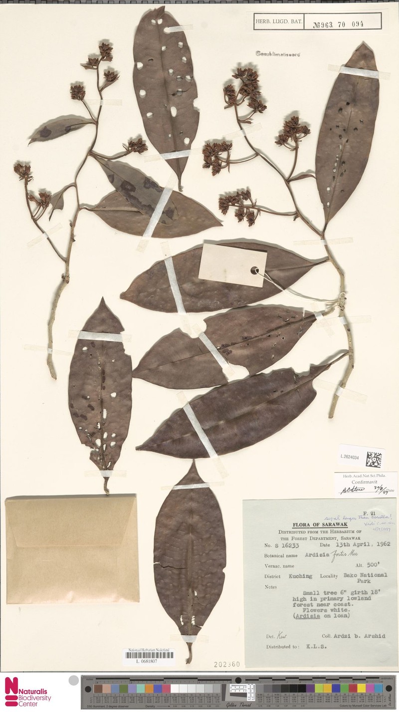 Ardisia fortis photo 2