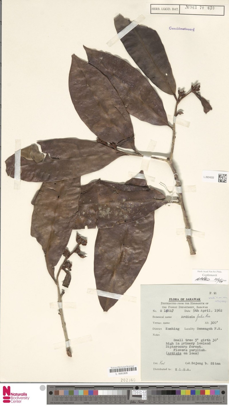 Ardisia fortis photo 3