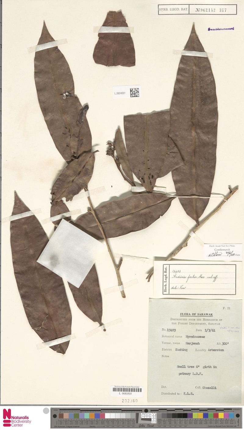 Ardisia fortis photo 4