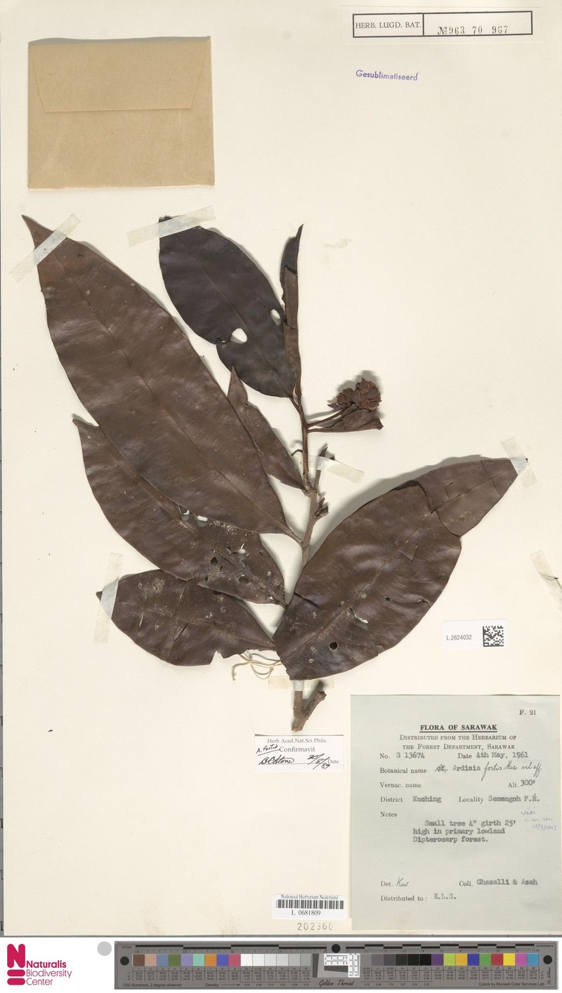 Ardisia fortis photo 5