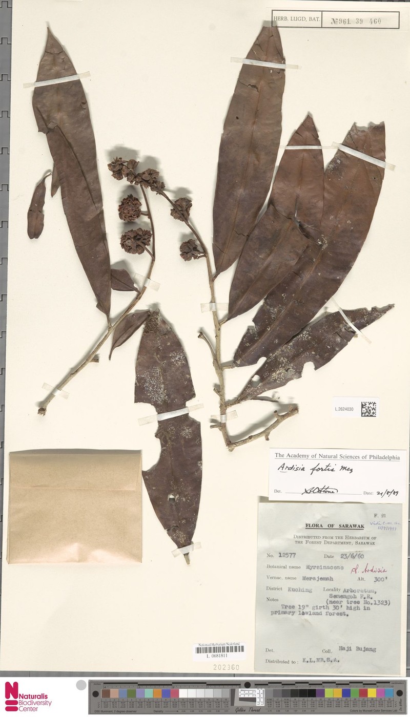 Ardisia fortis photo 6