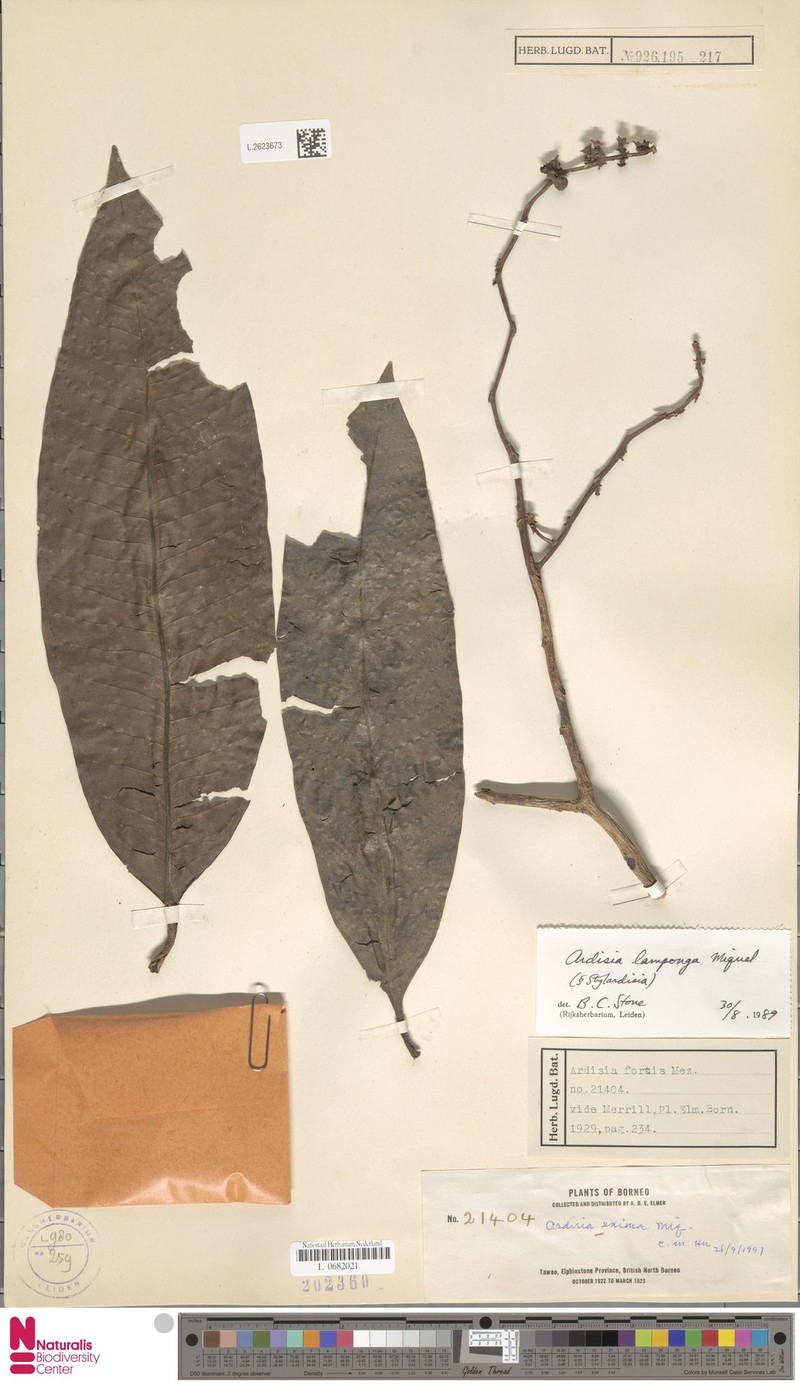 Ardisia fortis photo 7