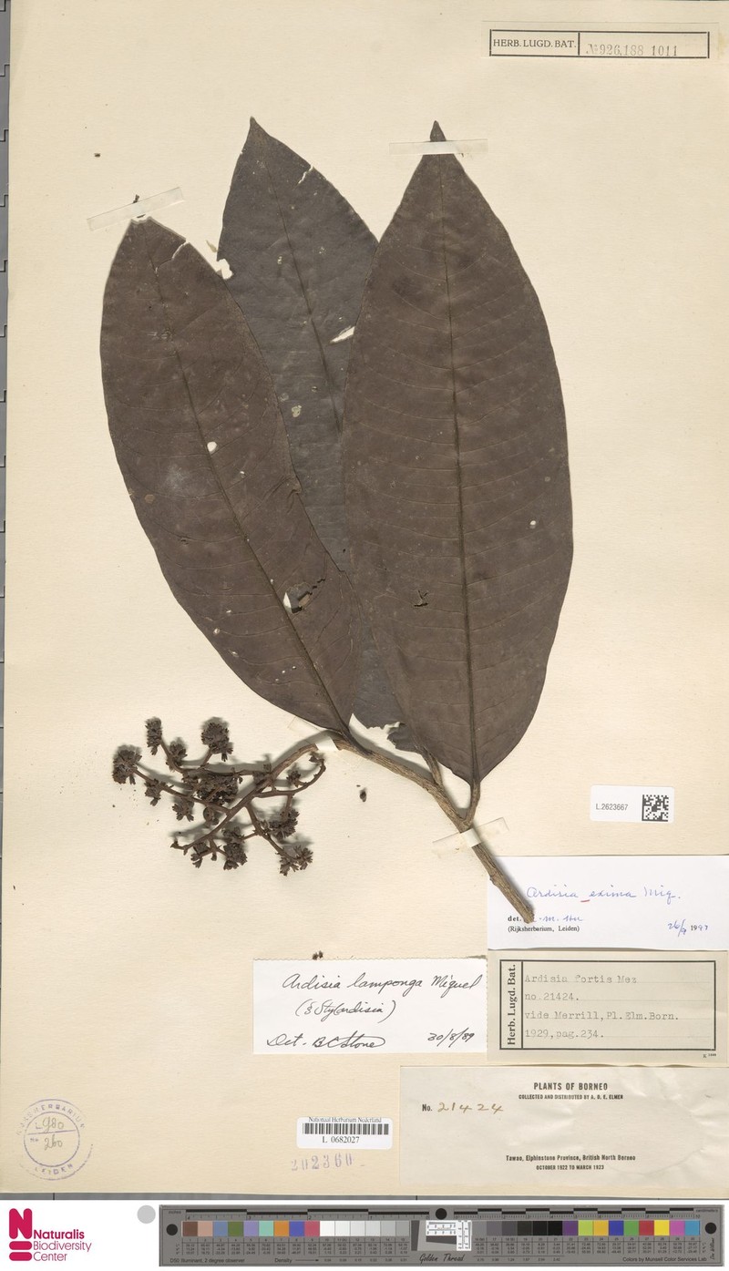 Ardisia fortis photo 8