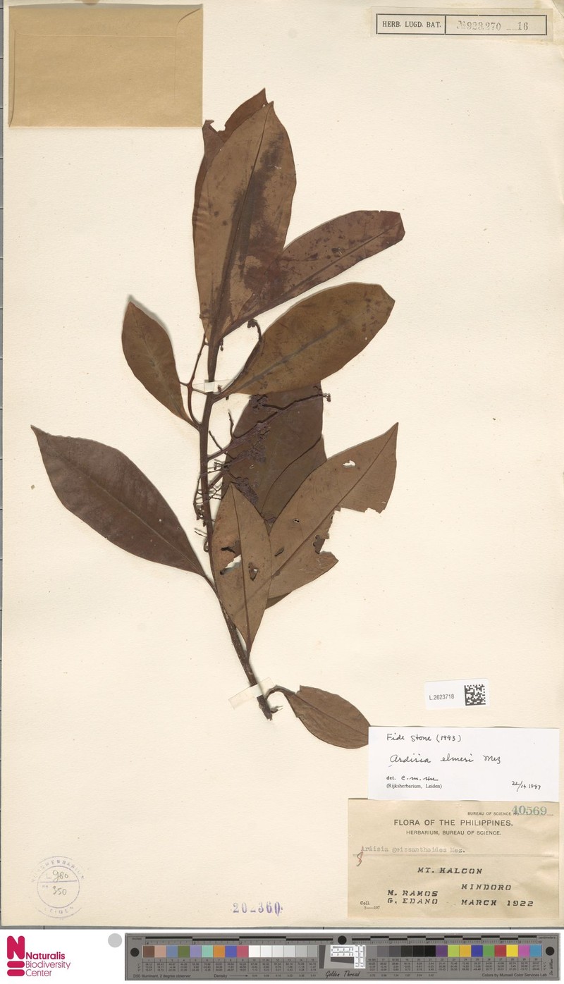 Ardisia fragrans photo 4
