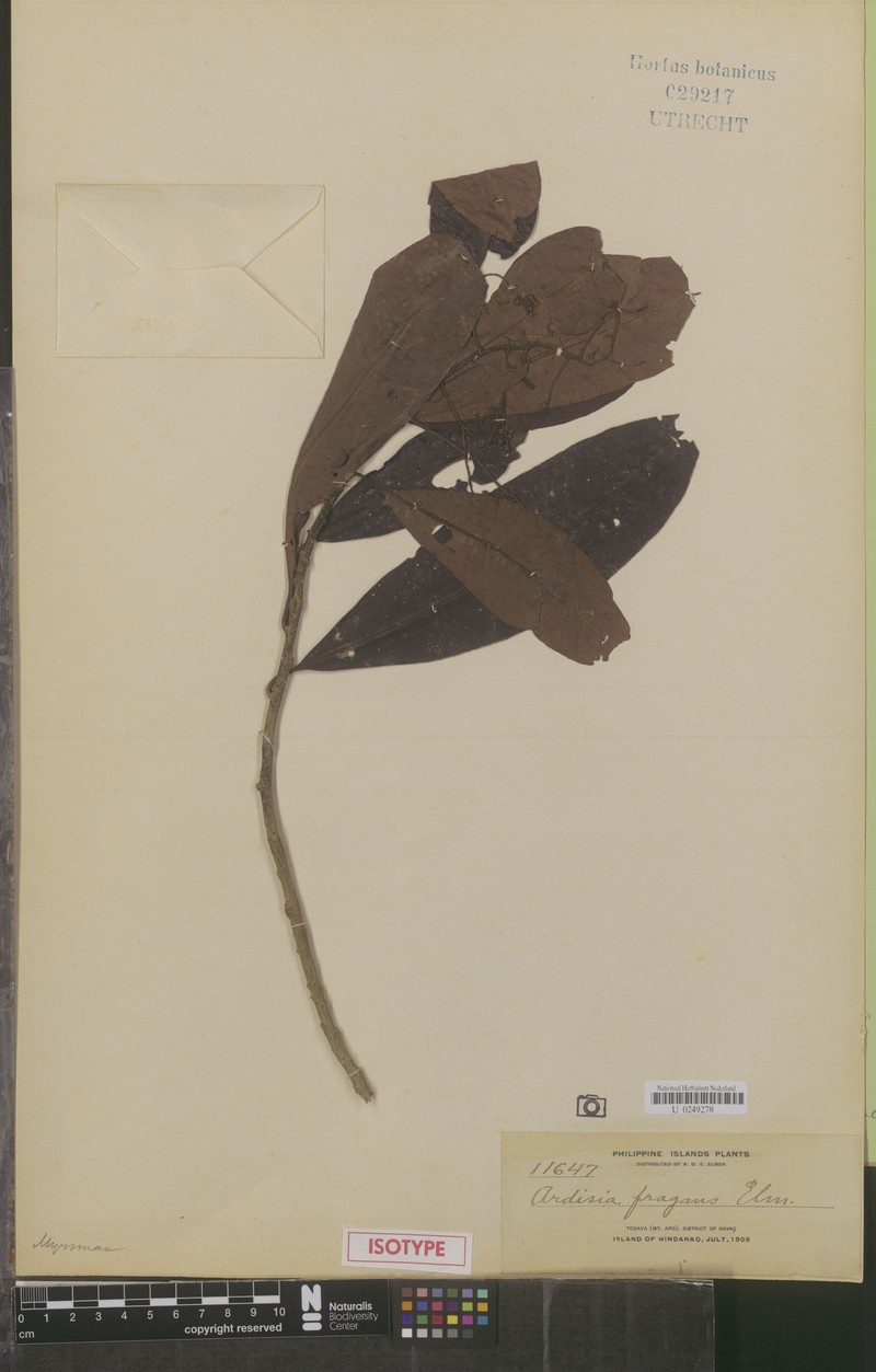 Ardisia fragrans photo 7