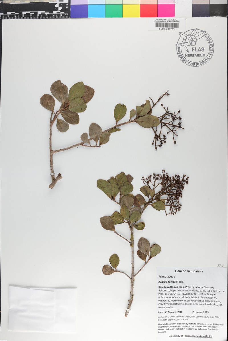 Ardisia fuertesii