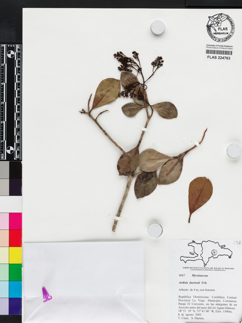 Ardisia fuertesii photo 2