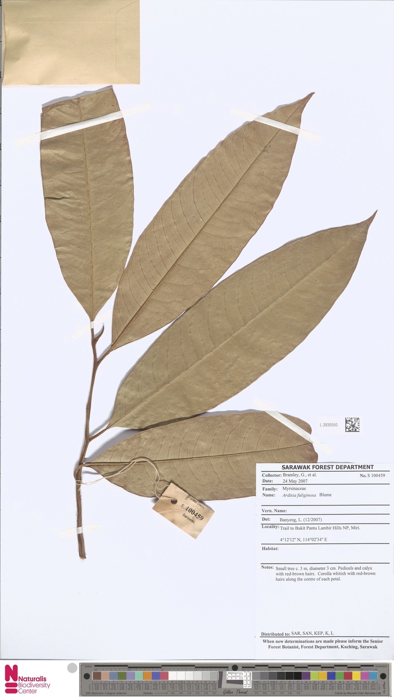 Ardisia fuliginosa