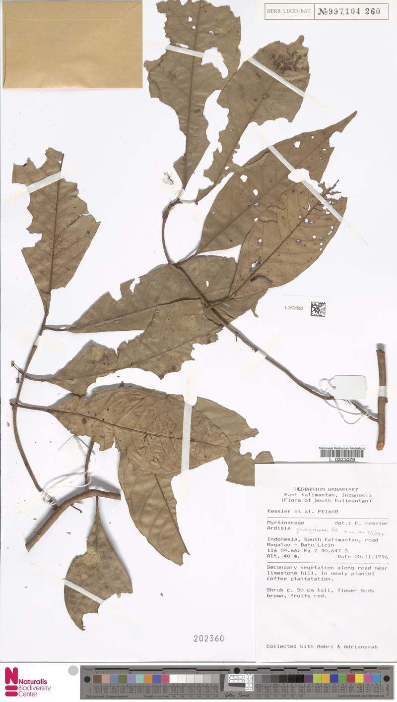 Ardisia fuliginosa photo 2