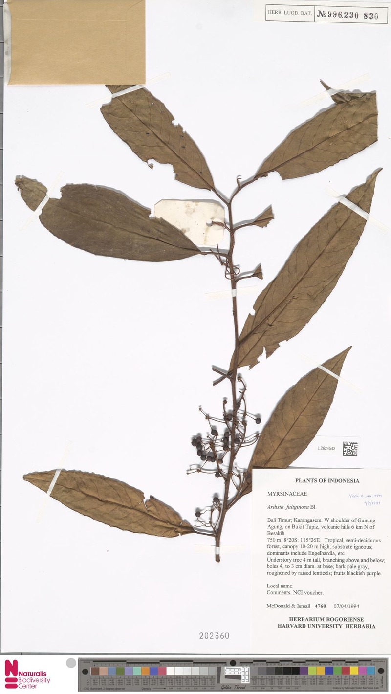 Ardisia fuliginosa photo 3