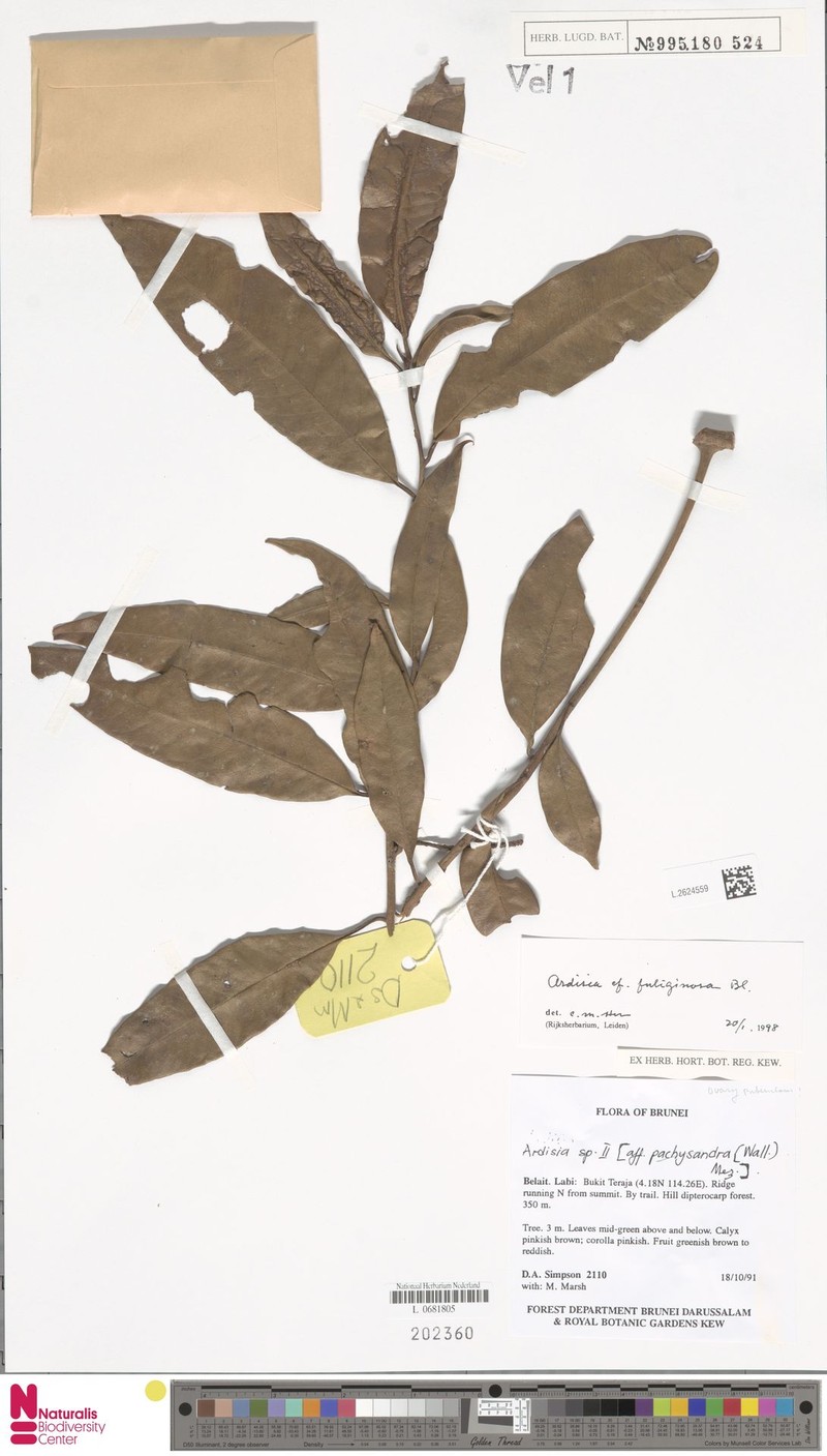 Ardisia fuliginosa photo 4