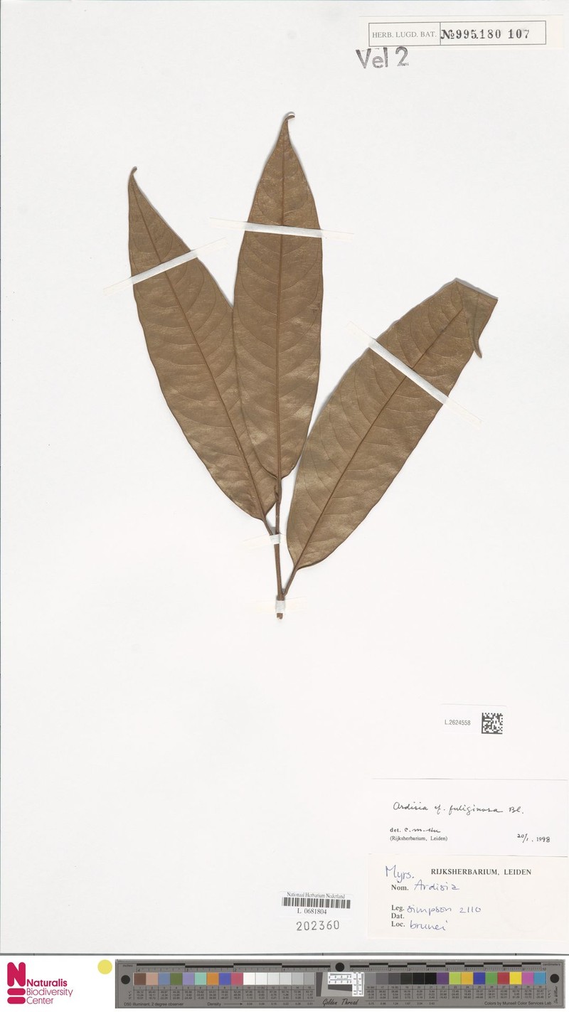 Ardisia fuliginosa photo 5