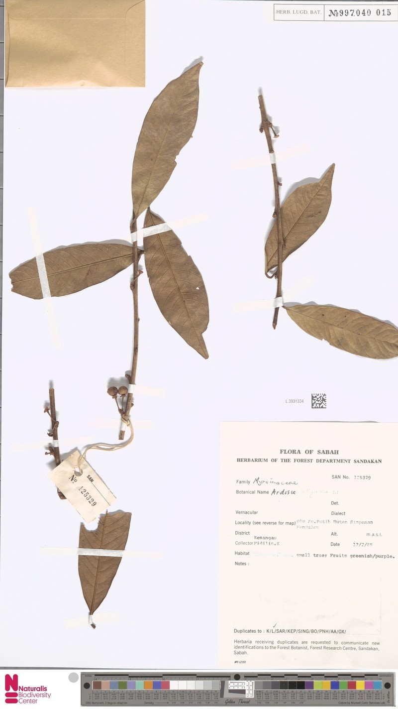 Ardisia fuliginosa photo 6