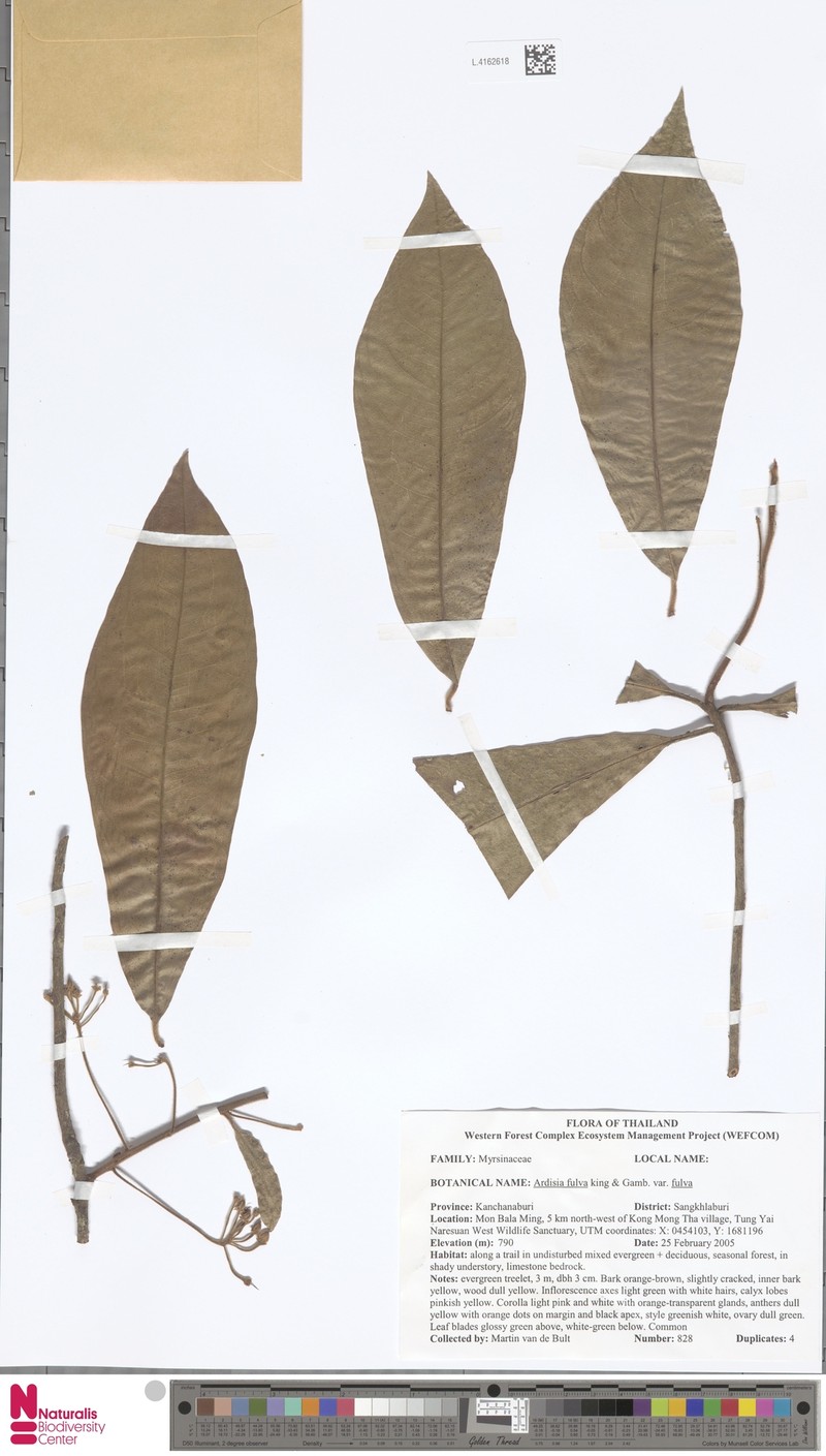 Ardisia fulva