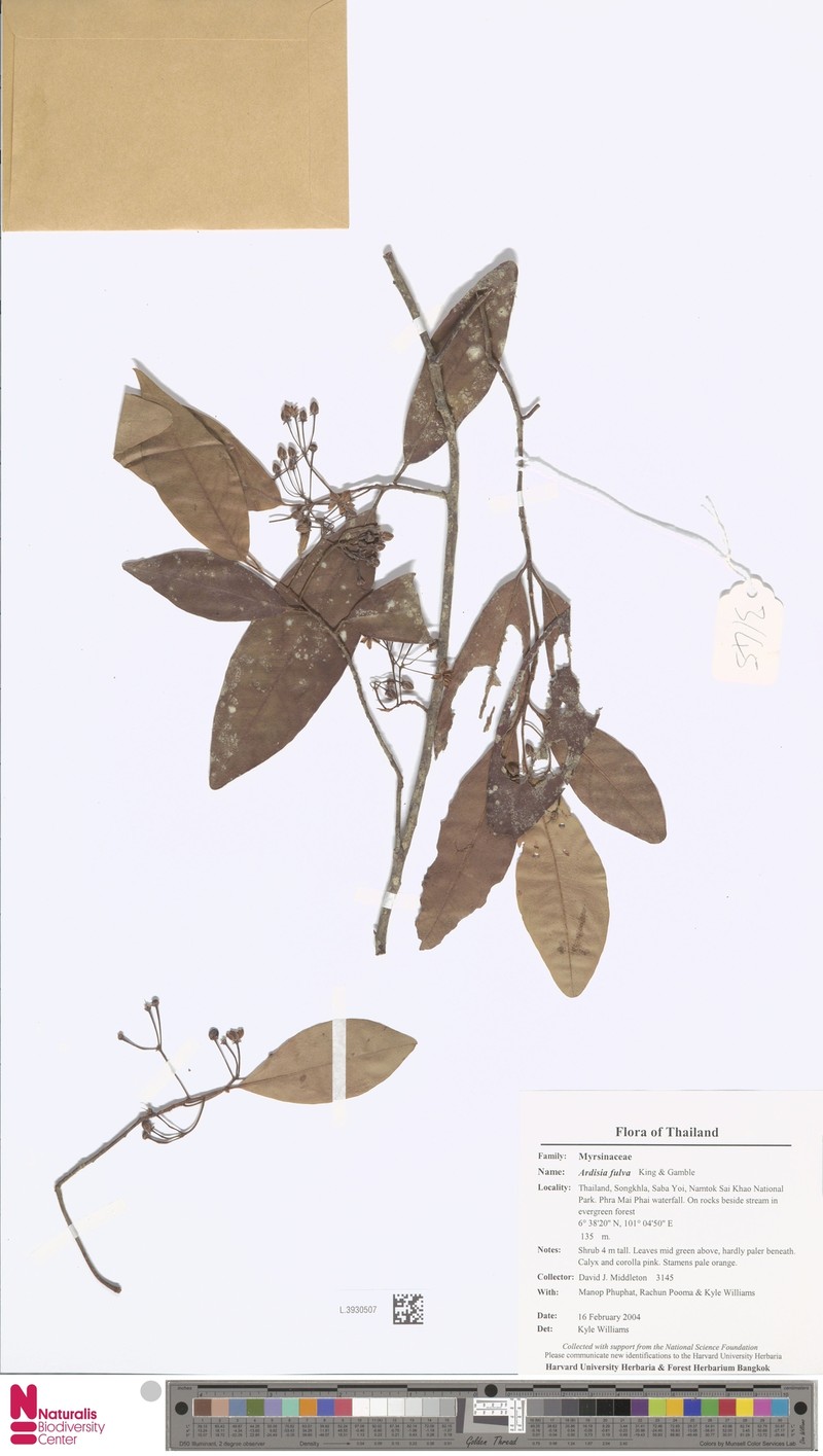 Ardisia fulva photo 2