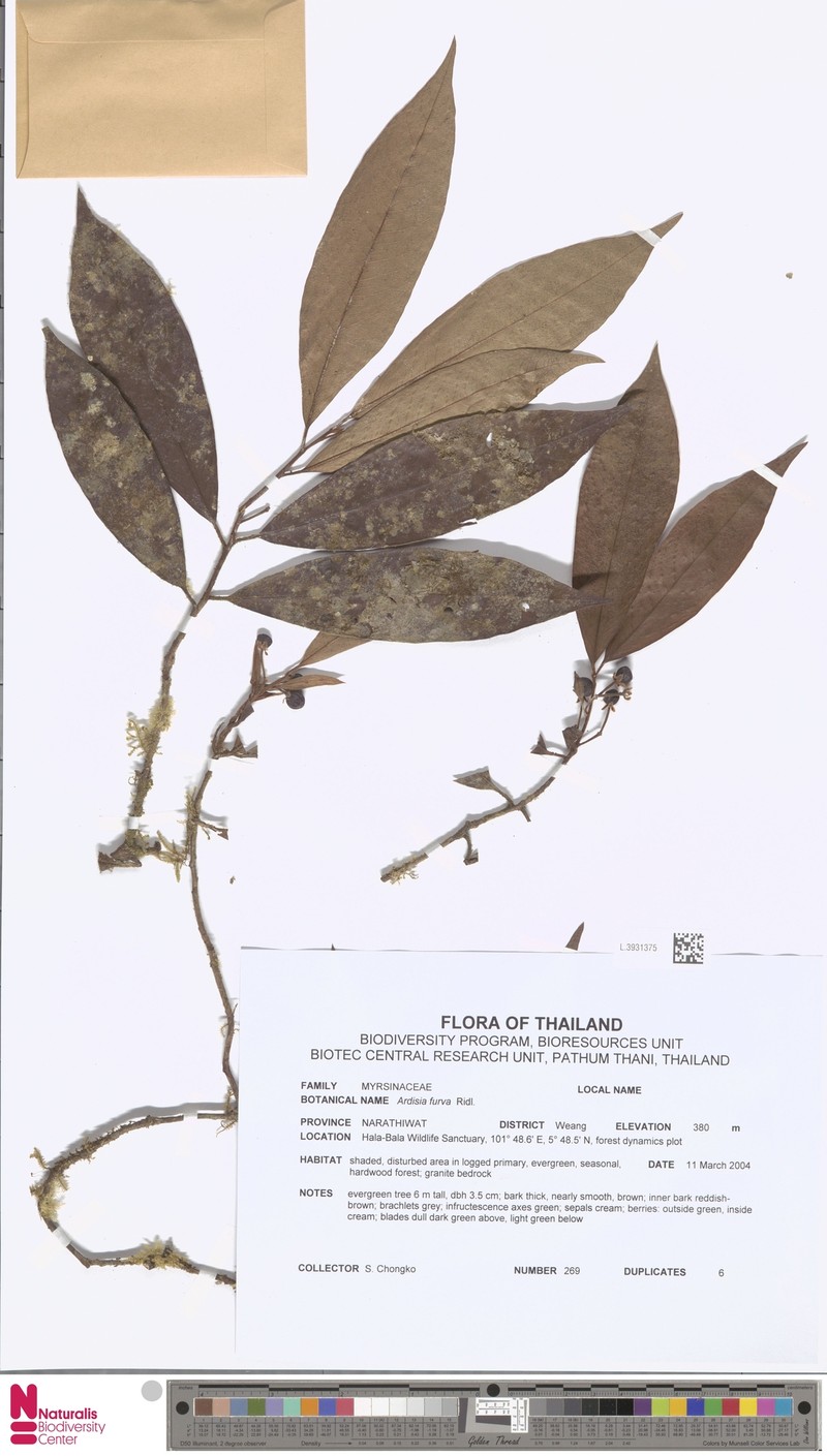 Ardisia fulva photo 3