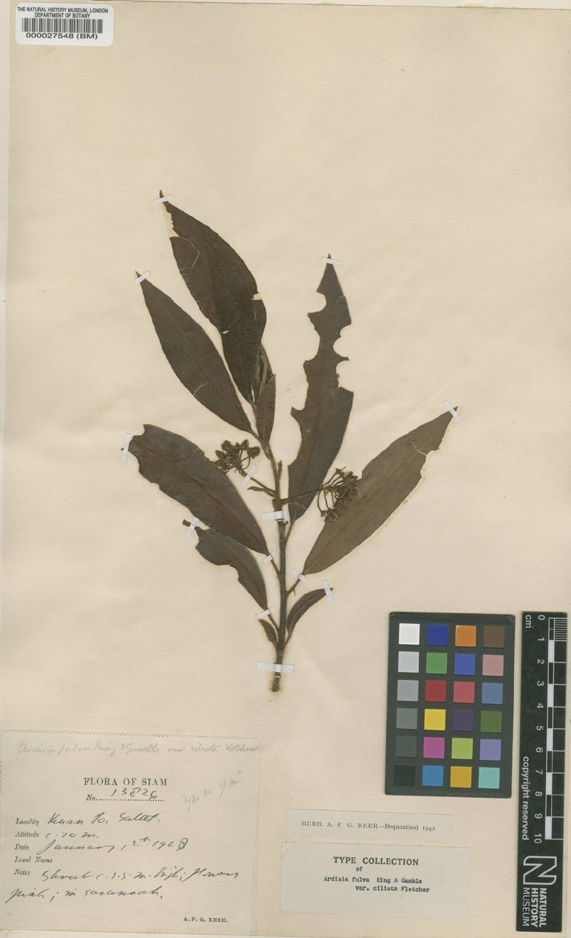 Ardisia fulva var. ciliata