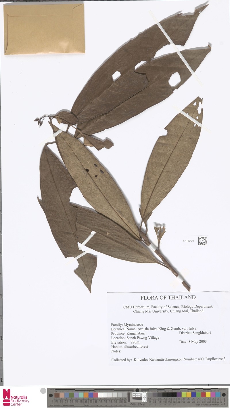 Ardisia fulva var. fulva photo 2
