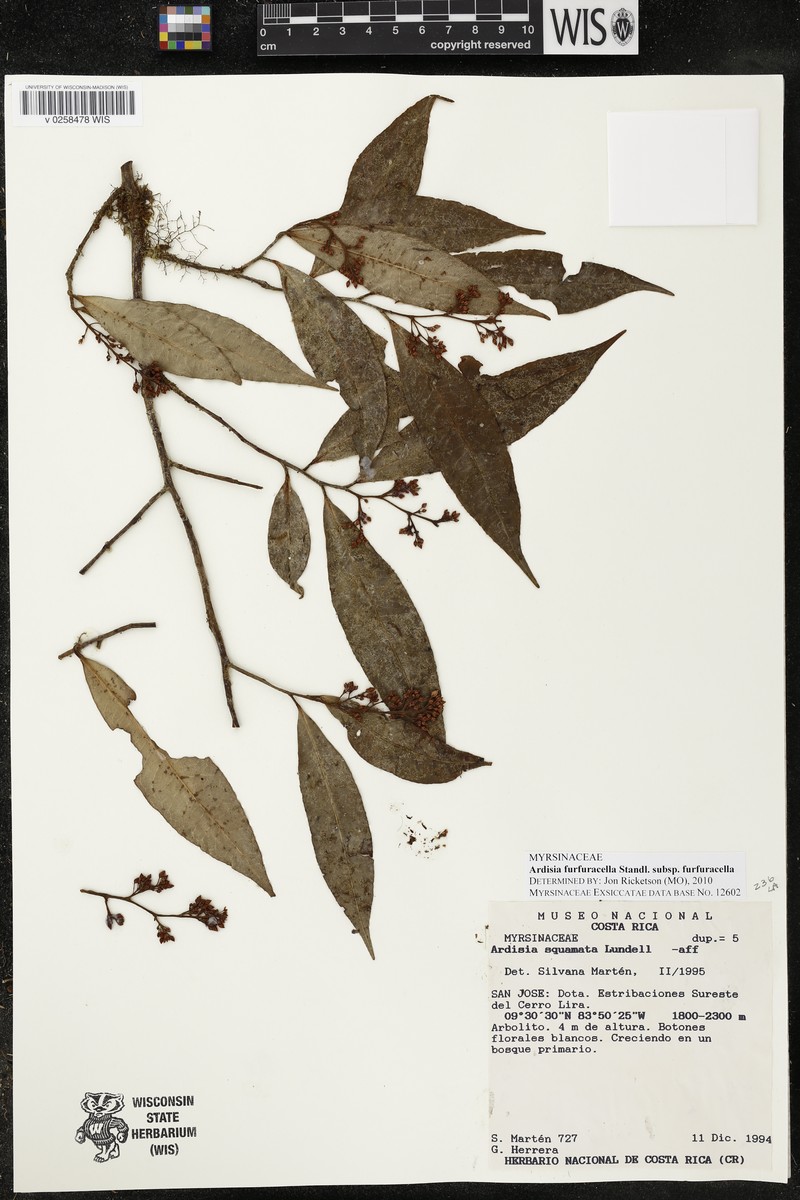 Ardisia furfuracella