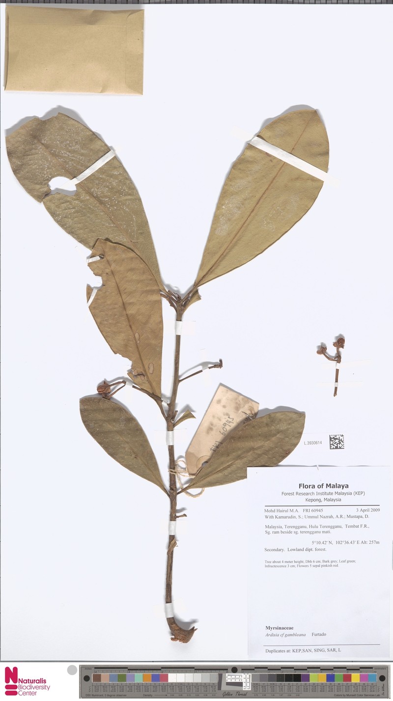 Ardisia gambleana