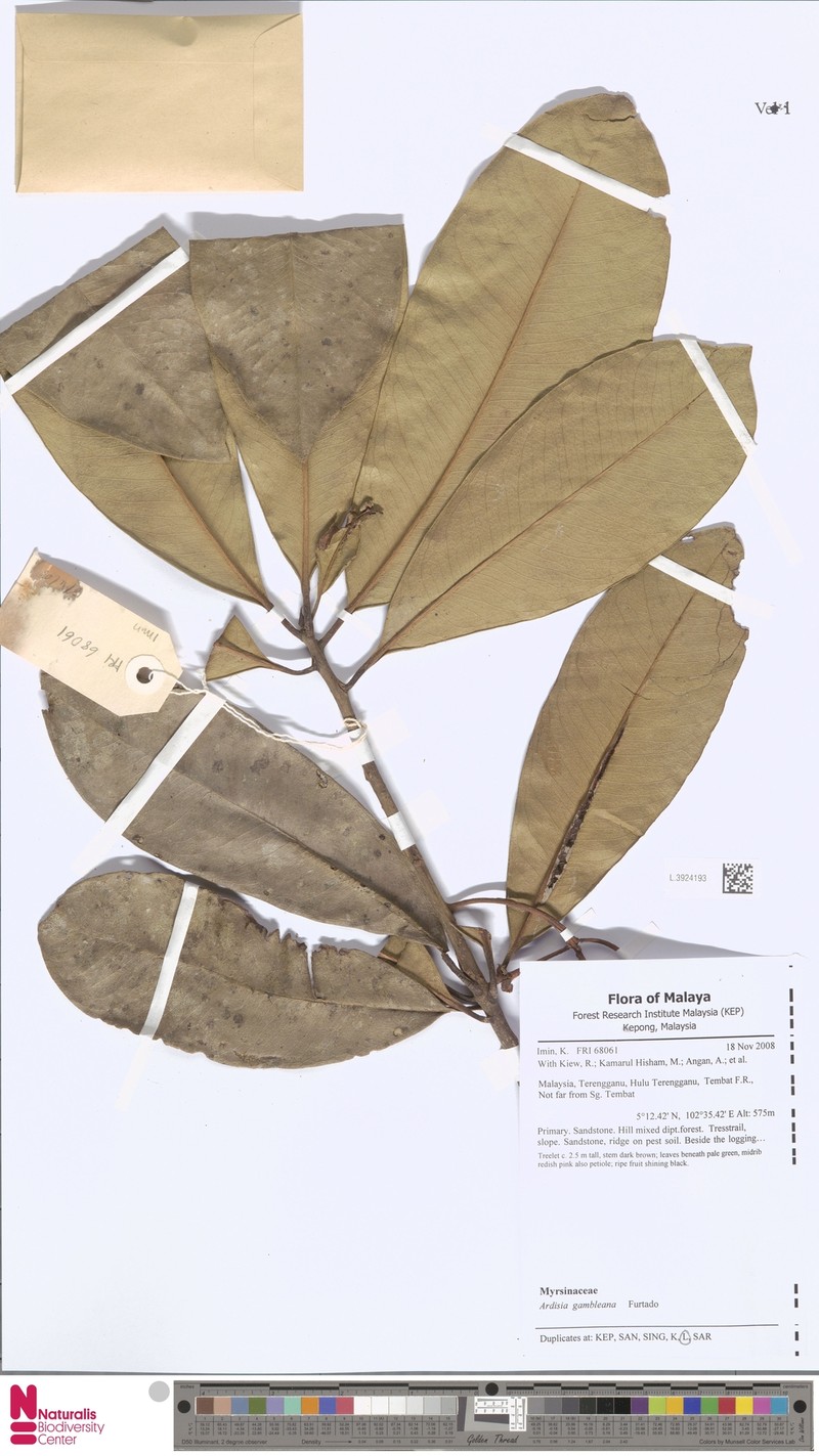 Ardisia gambleana photo 2