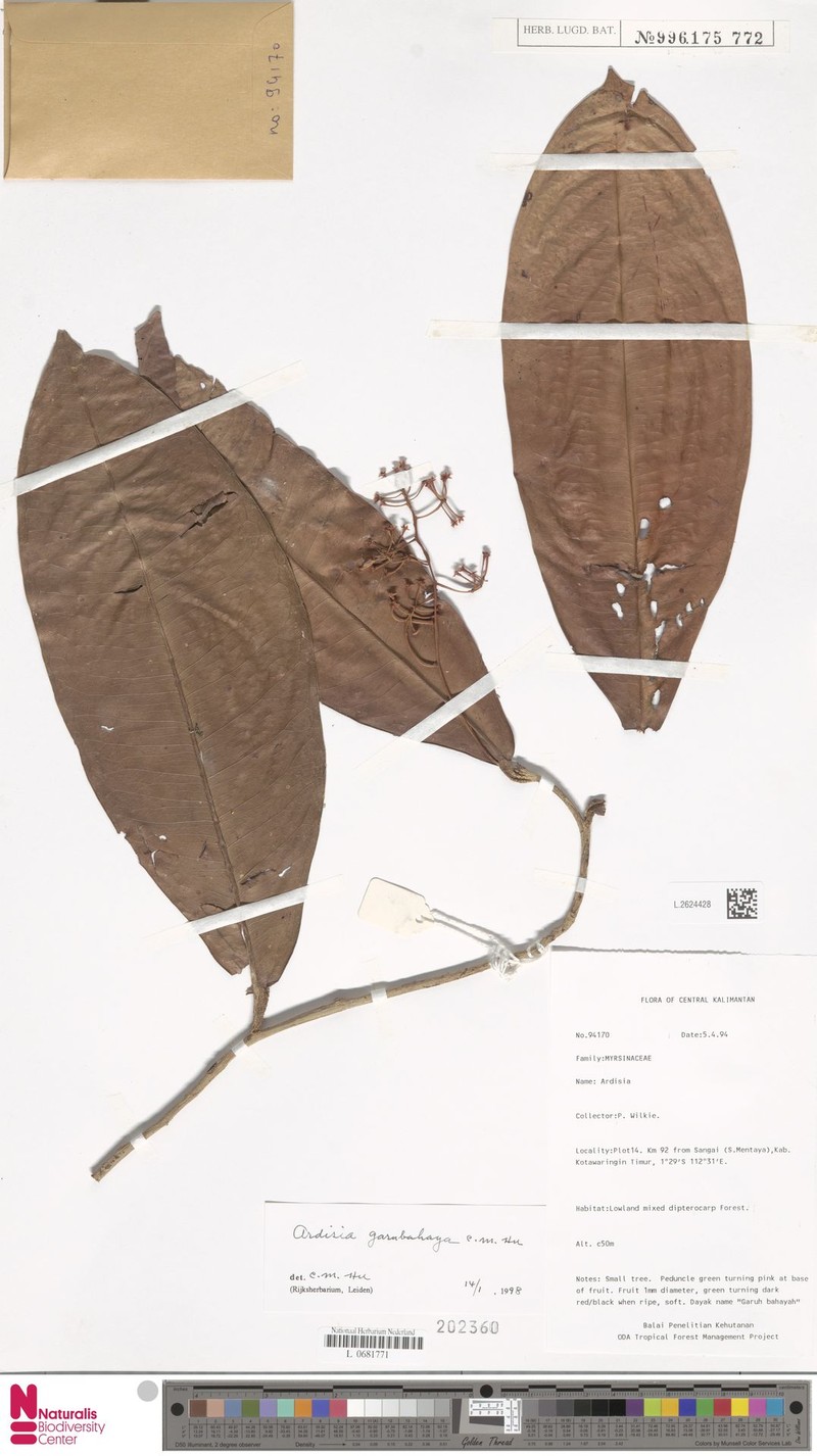 Ardisia garubahaya