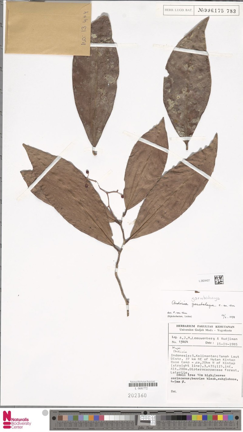 Ardisia garubahaya photo 3