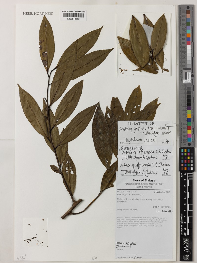 Ardisia gasingoides