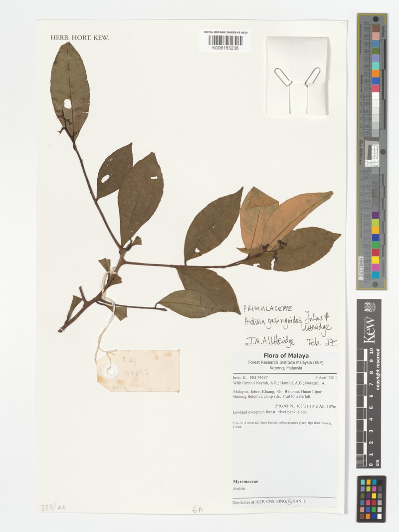Ardisia gasingoides photo 2
