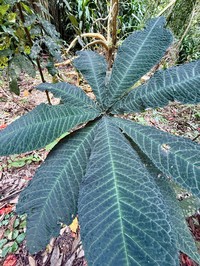 Ardisia gigantifolia