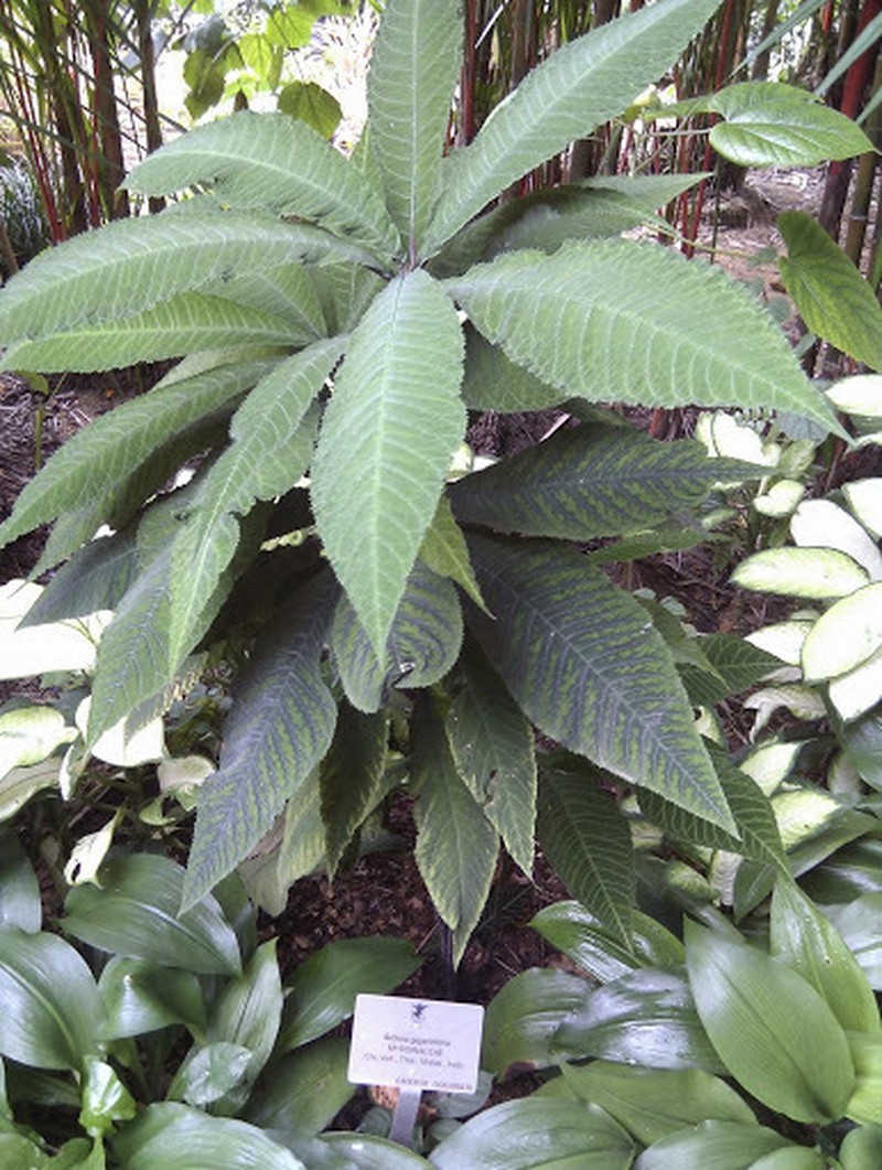 Ardisia gigantifolia photo 2