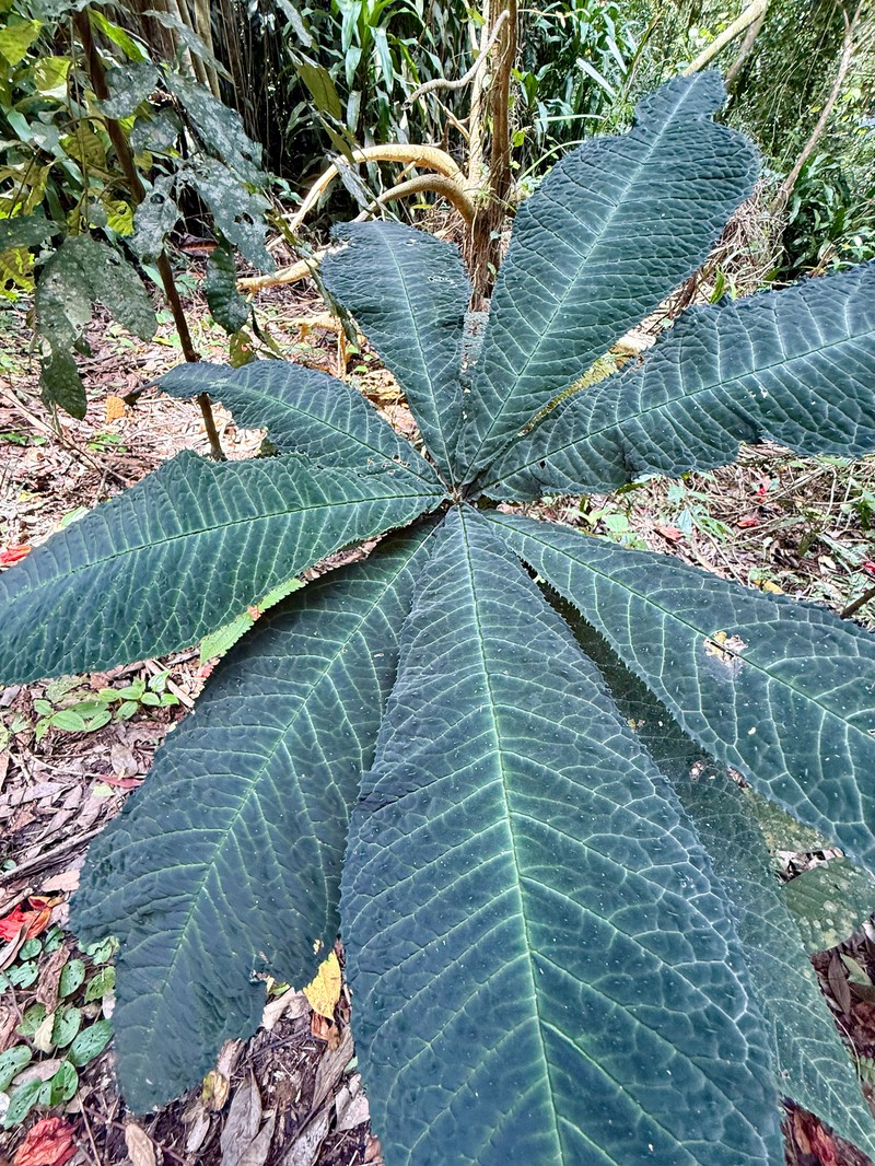 Ardisia gigantifolia photo 4