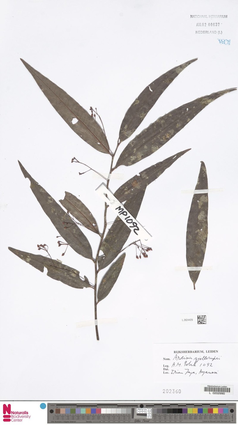 Ardisia gjellerupii