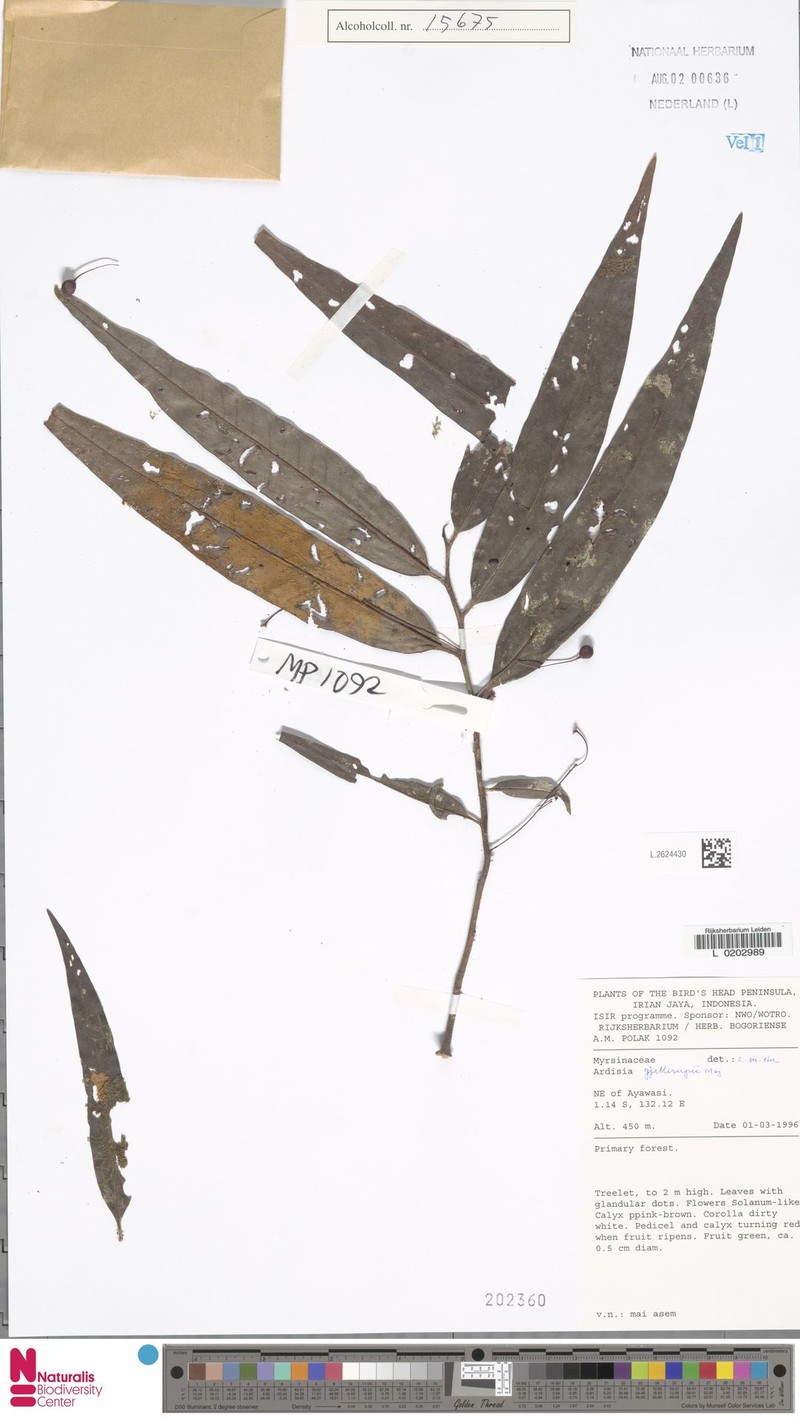 Ardisia gjellerupii photo 2