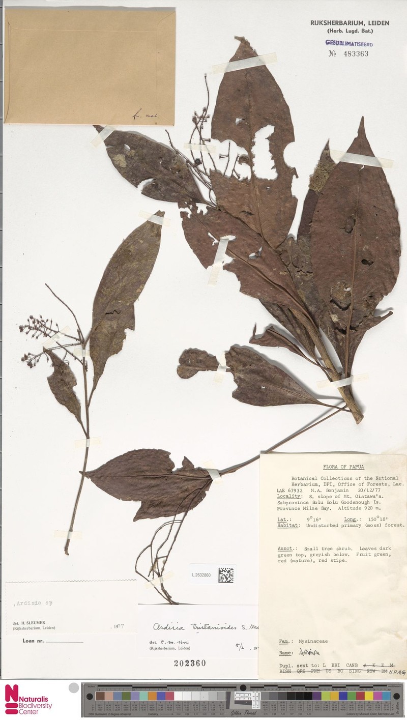 Ardisia gjellerupii photo 3