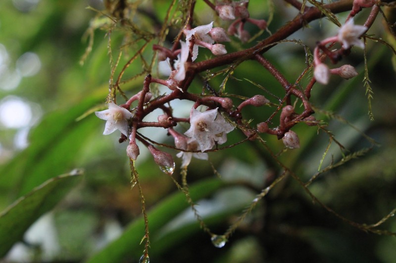 Ardisia glandulosomarginata photo 2
