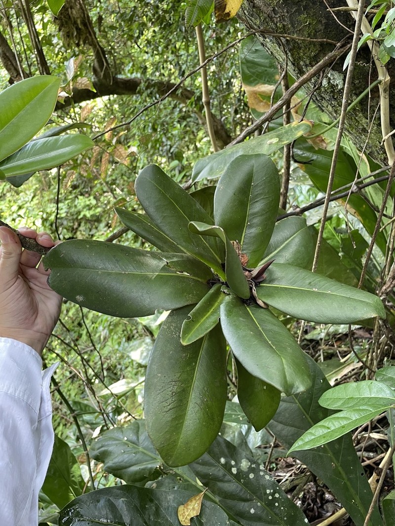 Ausubon photo 2