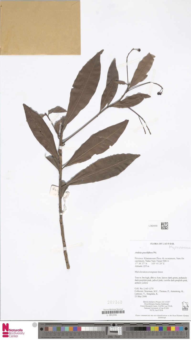 Ardisia graciliflora