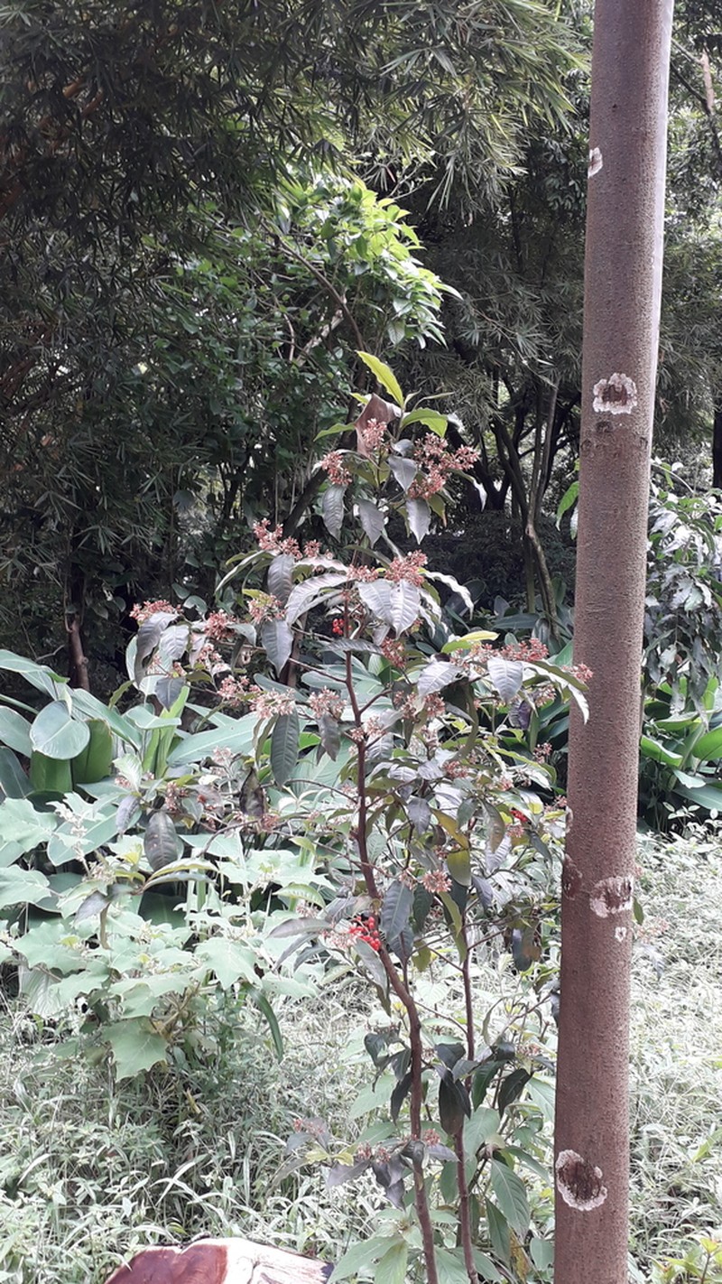Ardisia guianensis