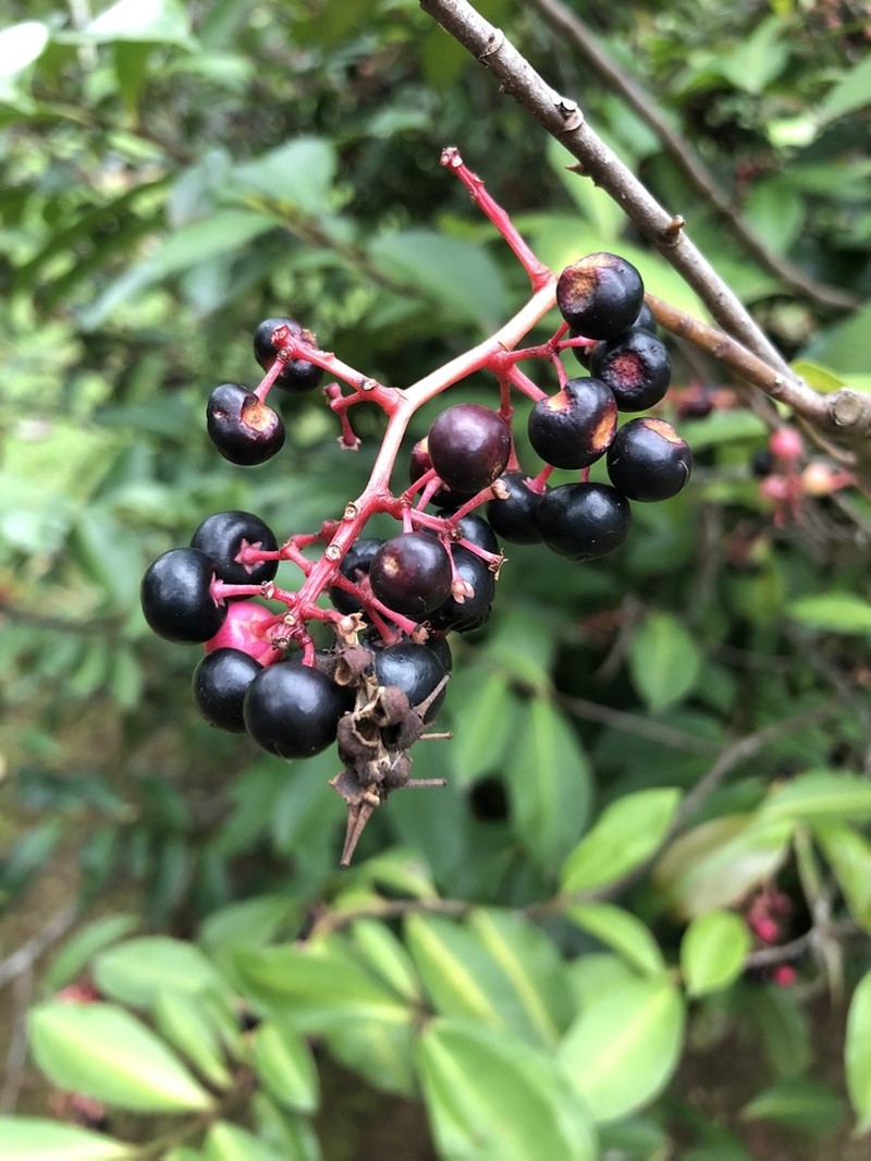 Ardisia guianensis photo 2
