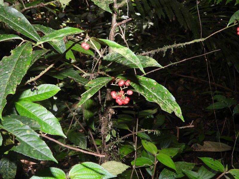 Ardisia guianensis photo 4