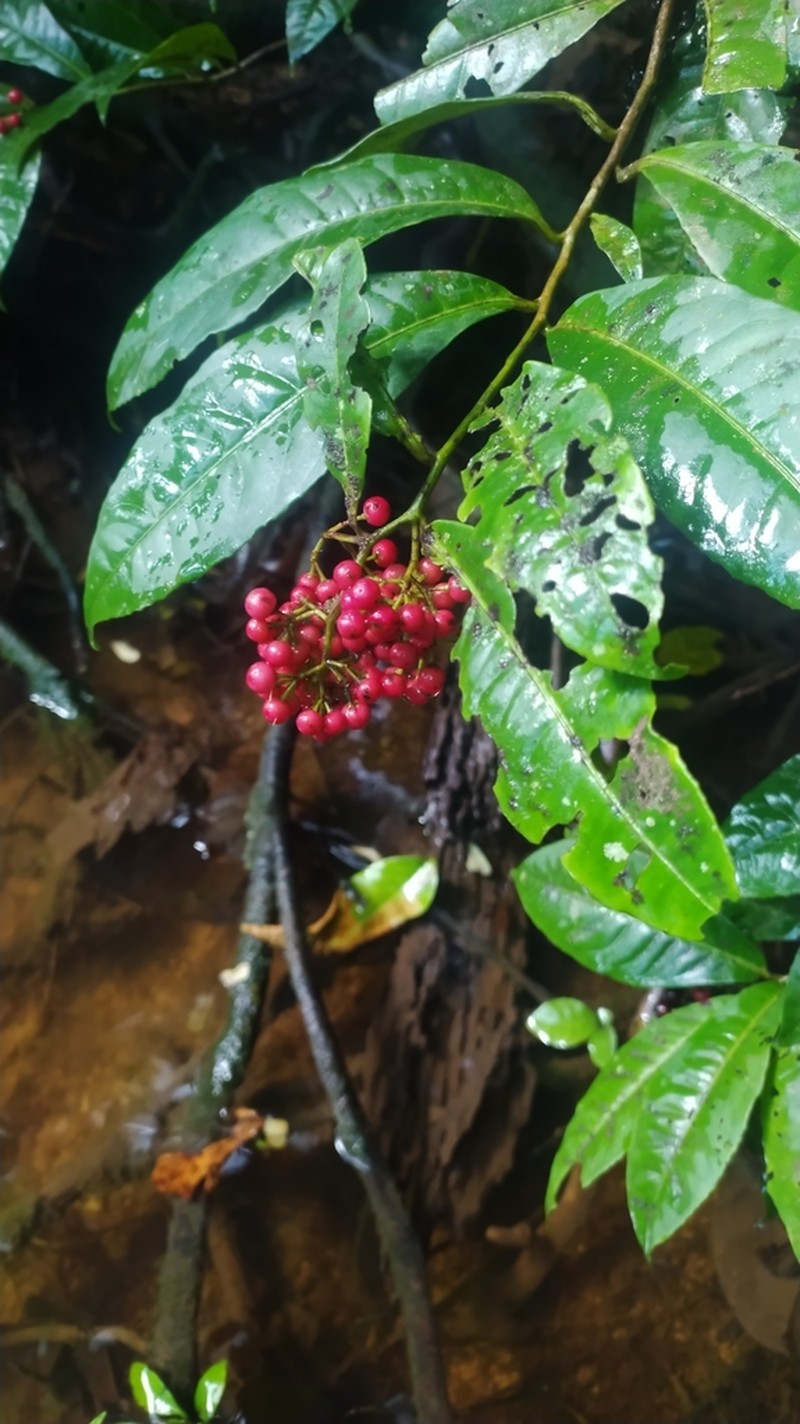 Ardisia guianensis photo 5