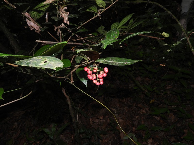 Ardisia guianensis photo 6