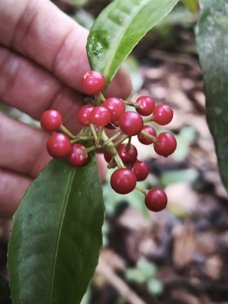 Ardisia guianensis photo 7