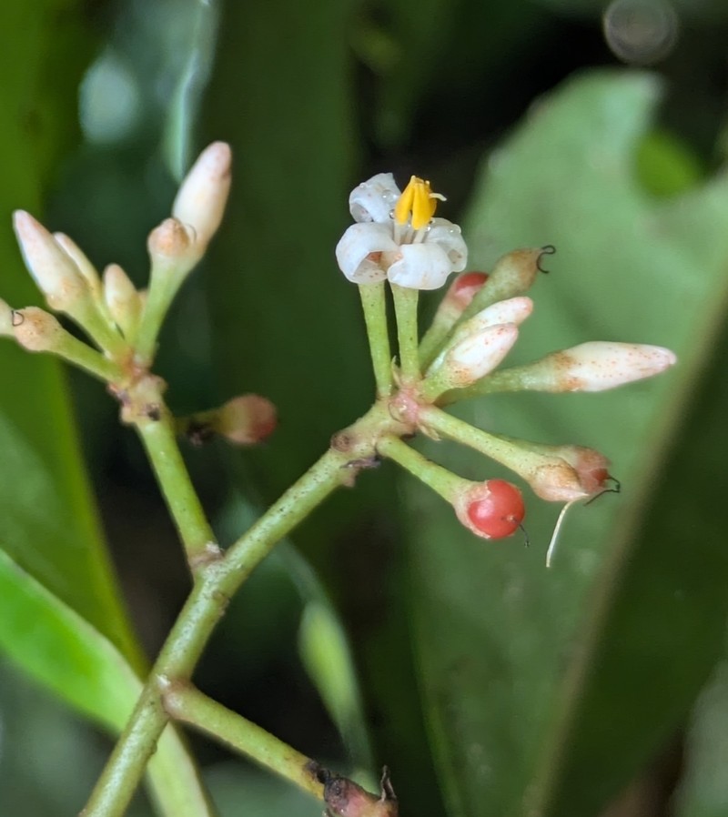 Ardisia guianensis photo 8