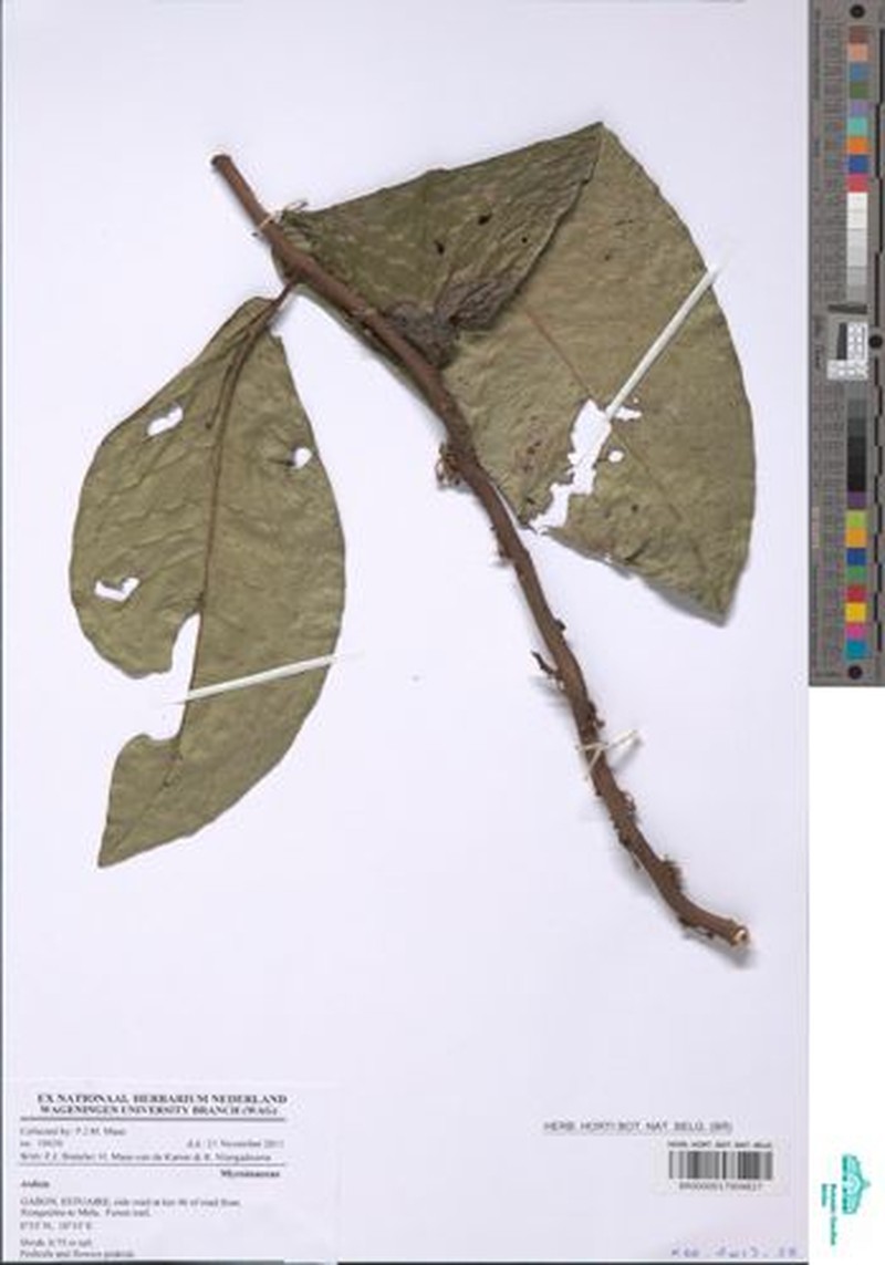 Ardisia hallei