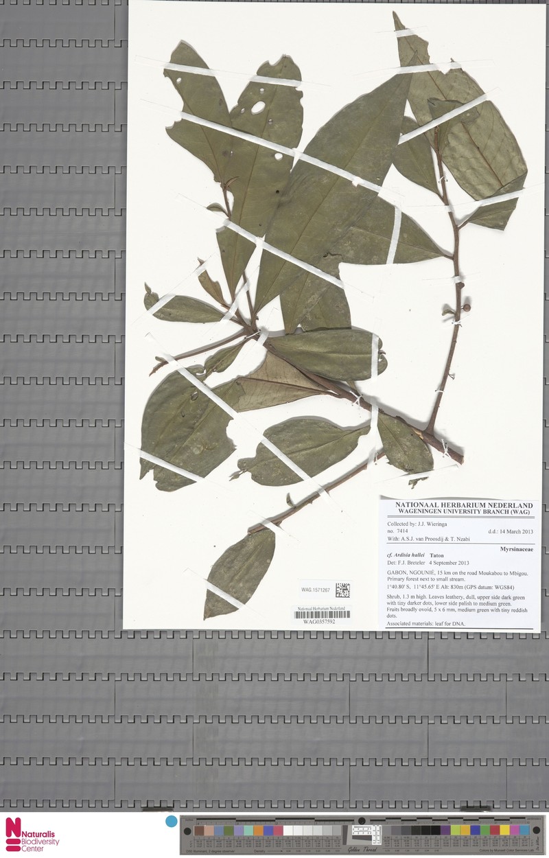Ardisia hallei photo 2