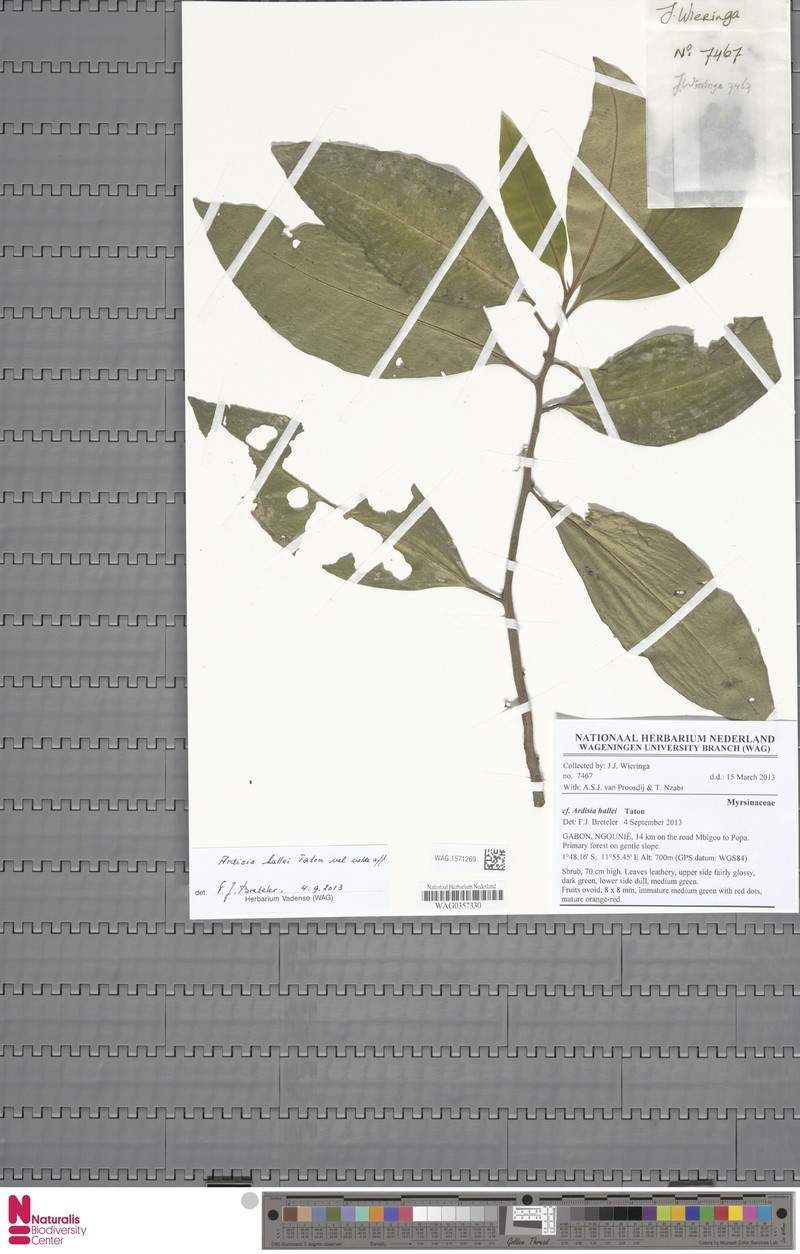 Ardisia hallei photo 3