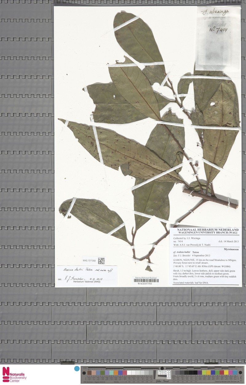 Ardisia hallei photo 4