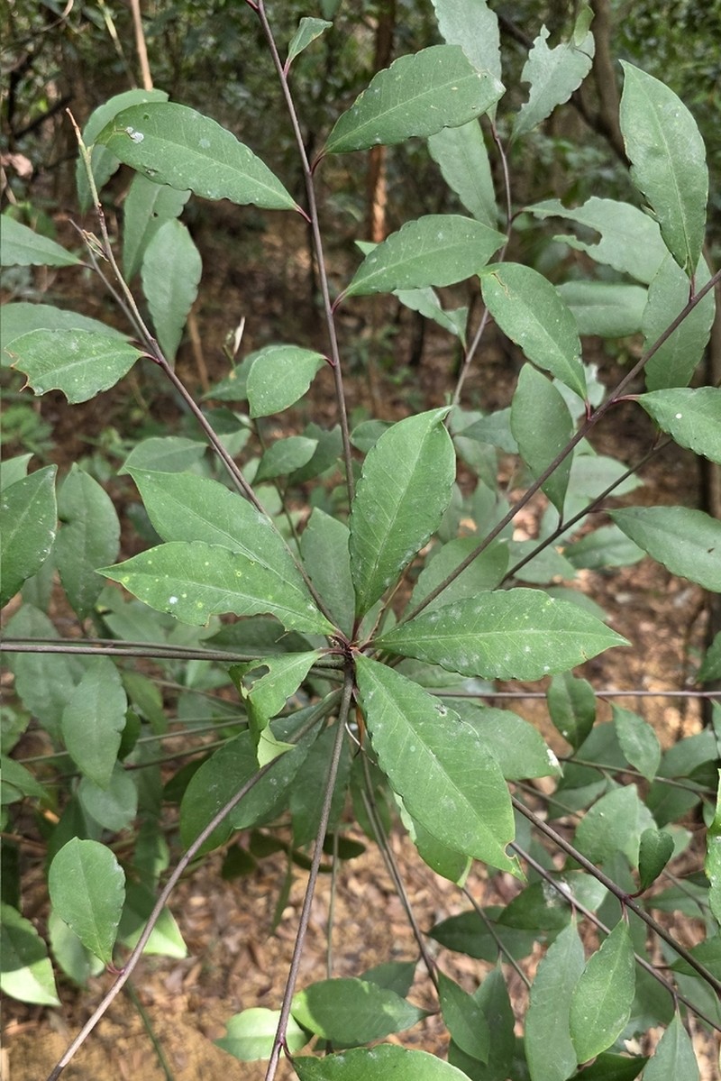 Ardisia hanceana